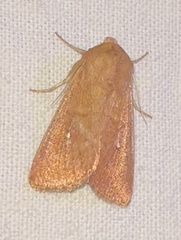 Mythimna albipuncta