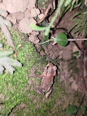 Bufo bankorensis
