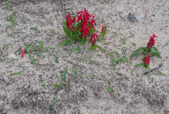 Lachenalia bulbifera