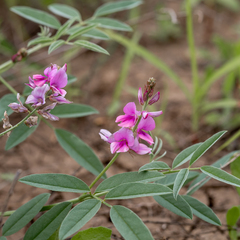 Indigofera trita