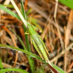 Pseudochorthippus parallelus