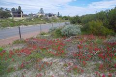 Lachenalia bulbifera