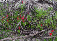 Lachenalia bulbifera