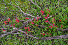 Lachenalia bulbifera