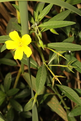 Ludwigia hexapetala