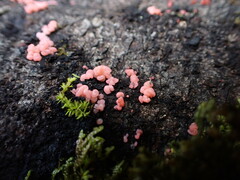 Mycogloea macrospora