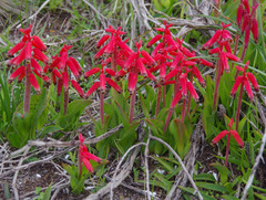 Lachenalia bulbifera
