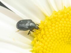 Dermestidae