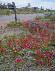 Lachenalia bulbifera
