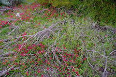 Lachenalia bulbifera