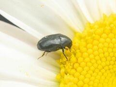 Dermestidae