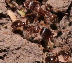Tetramorium caespitum