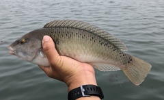 Halichoeres semicinctus