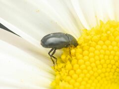 Dermestidae