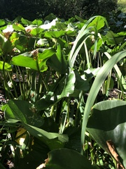 Nuphar polysepala