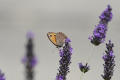 Hyponephele lycaon