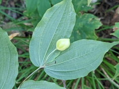 Prosartes lanuginosa