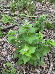 Alliaria petiolata