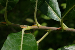 Salix eriocephala