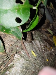 Bufo bankorensis