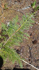 Cupressus nootkatensis
