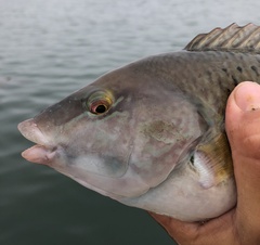 Halichoeres semicinctus