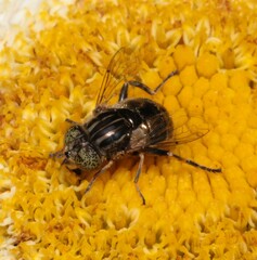 Eristalinus