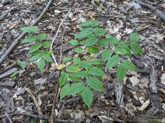 Prosartes lanuginosa