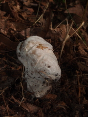 Hypomyces hyalinus