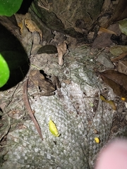 Bufo bankorensis