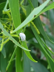 Myllocerus undecimpustulatus