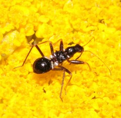 Himacerus mirmicoides