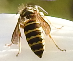 Vespula maculifrons