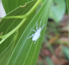 Myllocerus undecimpustulatus