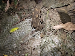 Bufo bankorensis