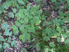 Prosartes lanuginosa