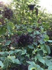 Sambucus canadensis