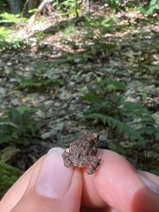 Anaxyrus americanus