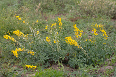 Crotalaria dissitiflora