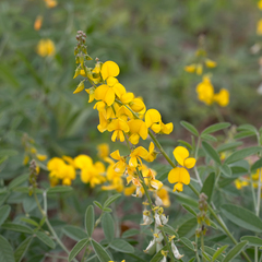 Crotalaria dissitiflora