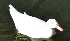Anas platyrhynchos × Cairina moschata