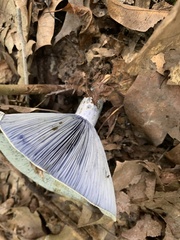 Lactarius indigo