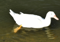 Anas platyrhynchos × Cairina moschata
