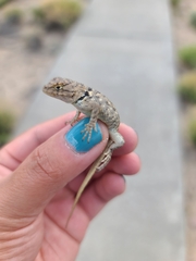 Sceloporus