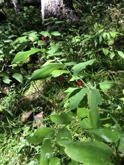 Streptopus amplexifolius