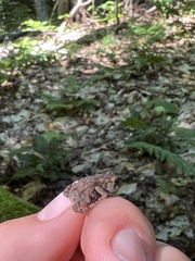 Anaxyrus americanus
