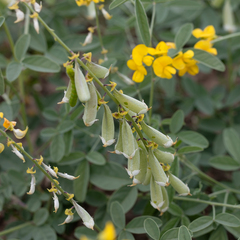 Crotalaria dissitiflora