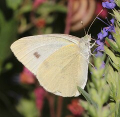 Pieris rapae