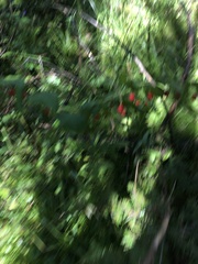 Streptopus amplexifolius