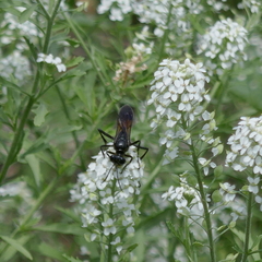 Sphecidae